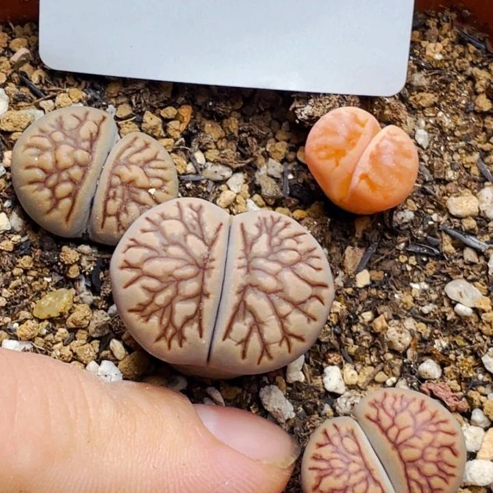 189菊化石带盆母本llll