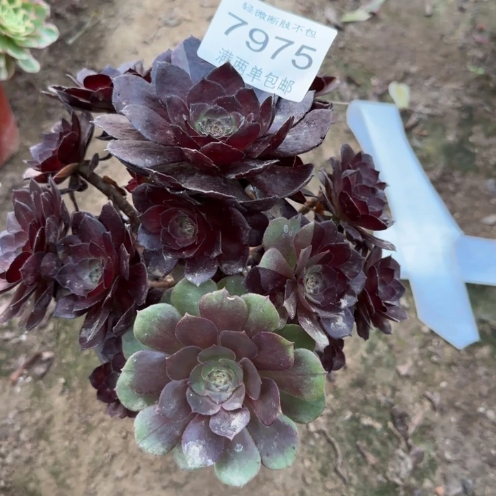 7975黑美人多肉植物