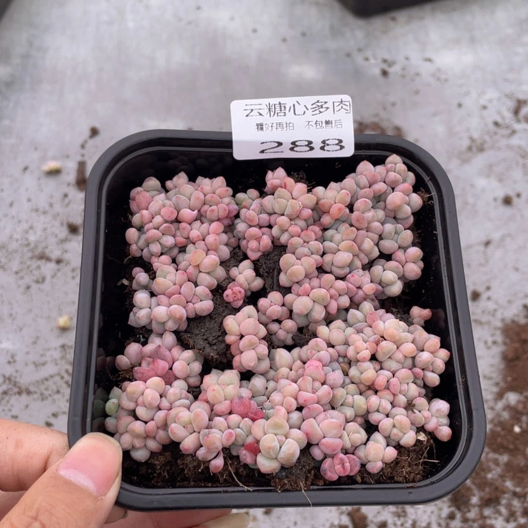 云糖心多肉植物288