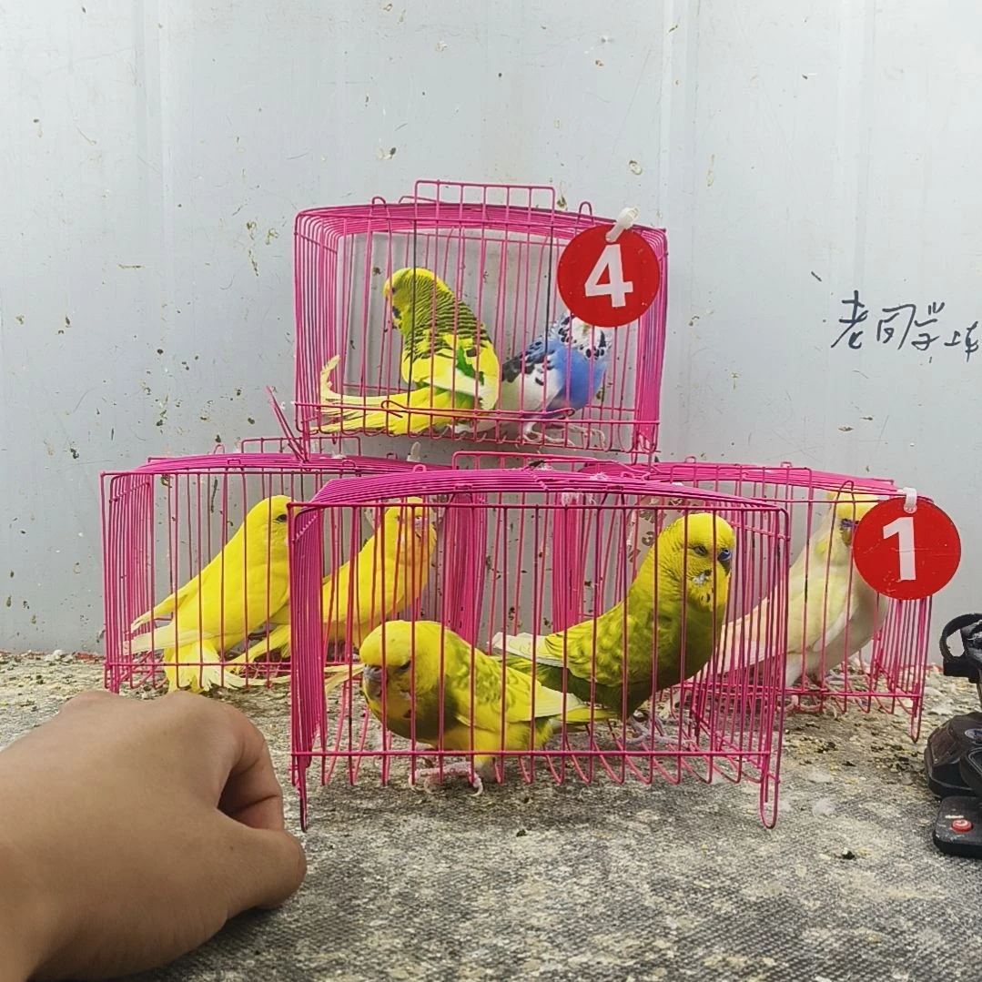 虎皮鹦鹉大头鹦鹉