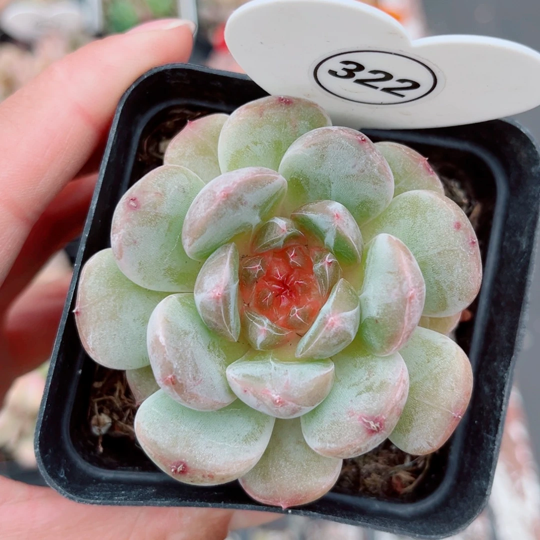 322号小老桩珍妮单头