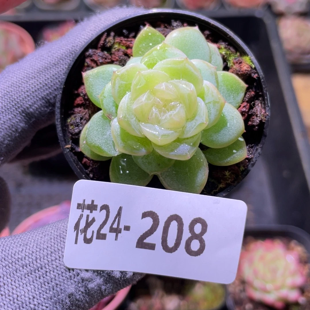 花利美24-208冰蕊