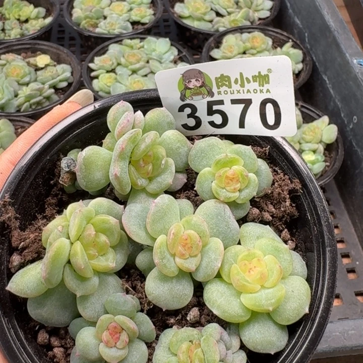 多肉植物多肉植物
