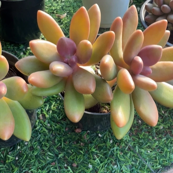 芒果奶。