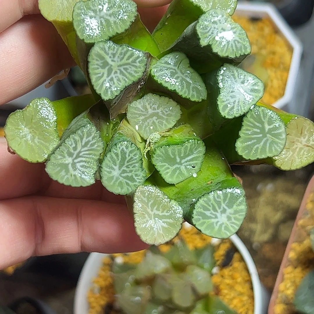 用***6实生特价母本十二卷