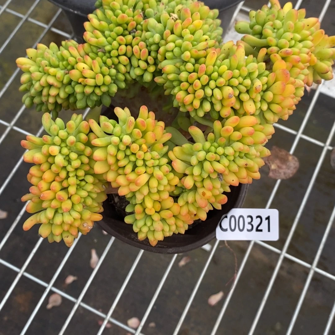 一物一拍春萌缀321