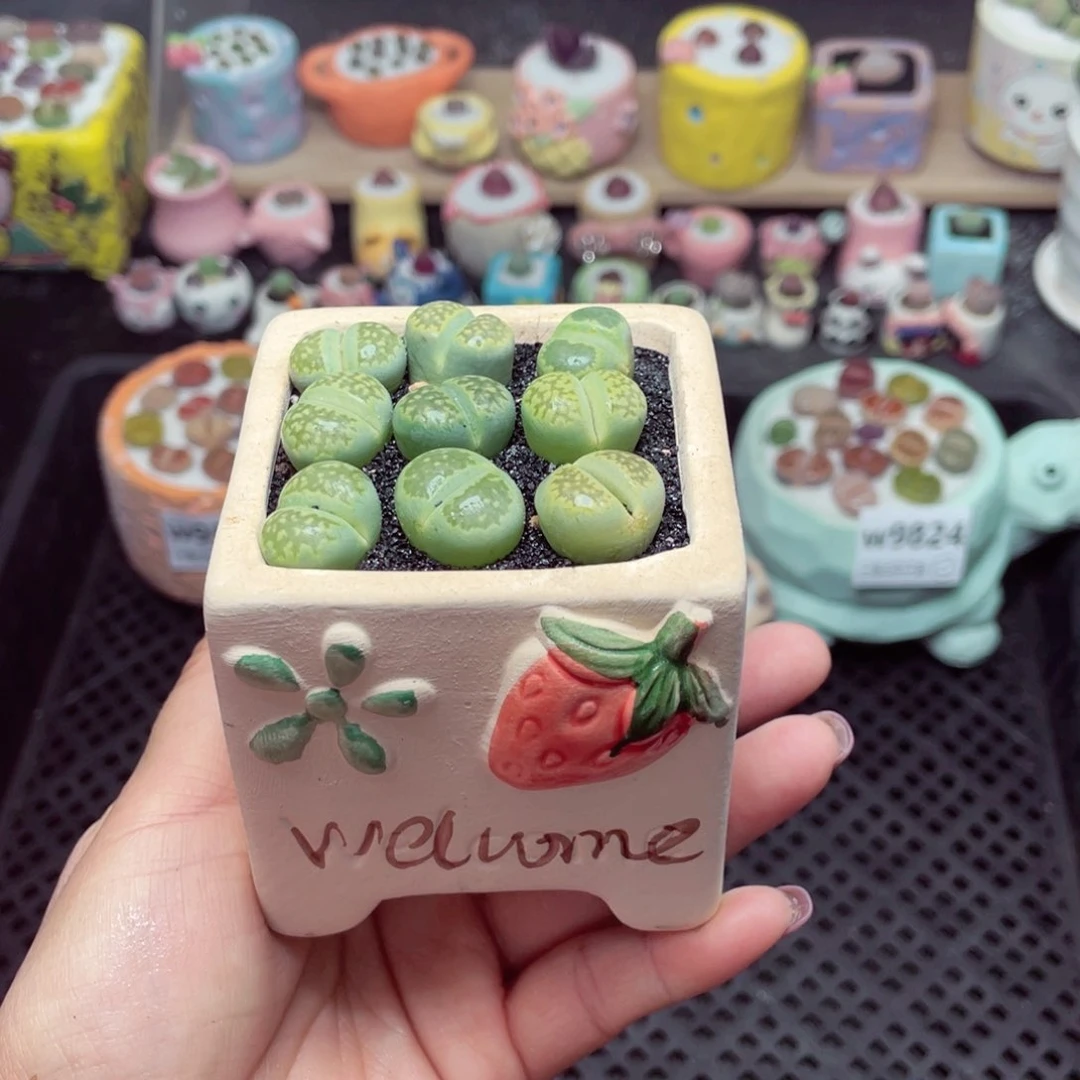 w9829 带盆土发货-零下地区拍保温箱