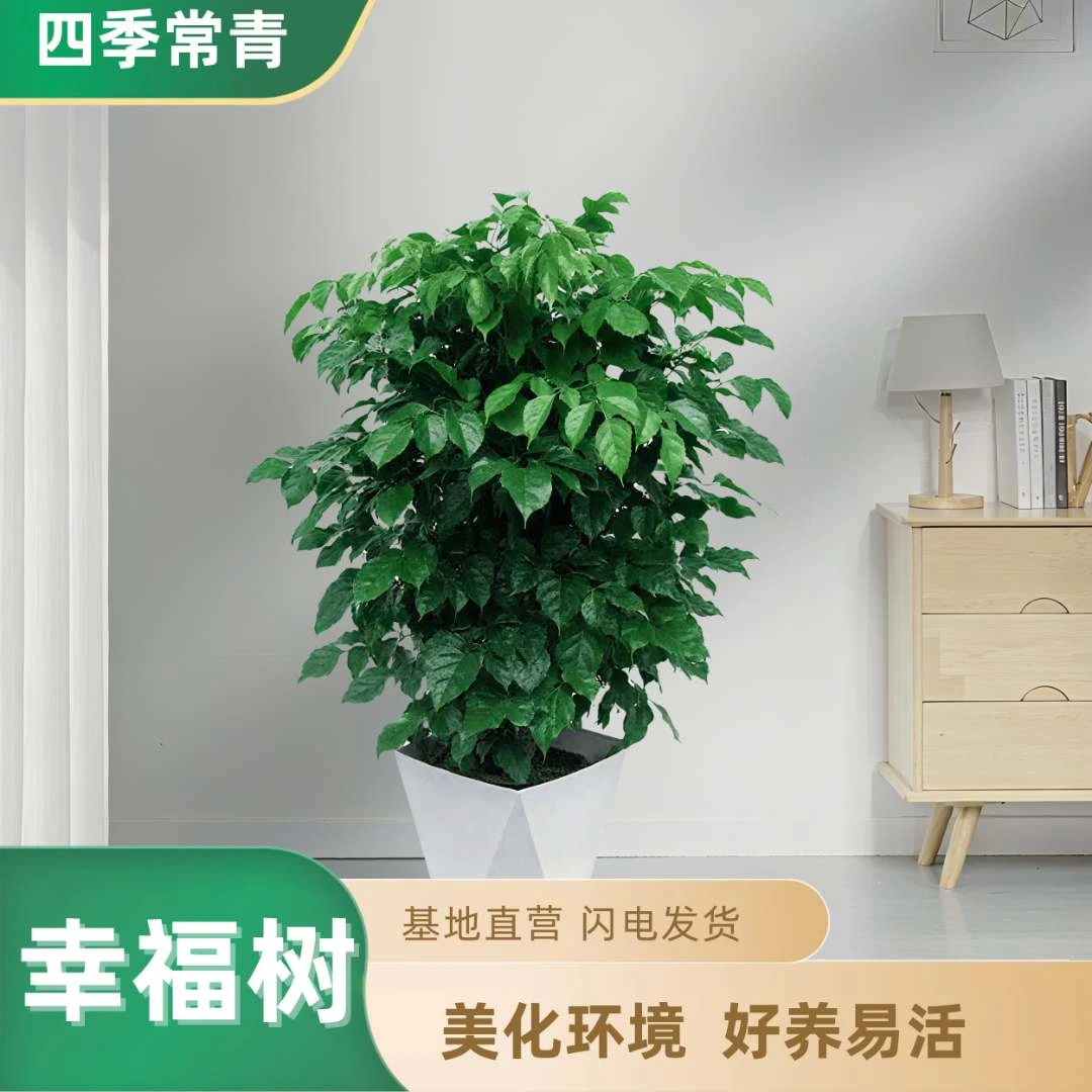 60-70cm不砍根控根丛生幸福树室内观叶绿植