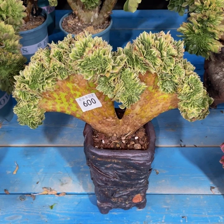 600号绿豆沙缀花