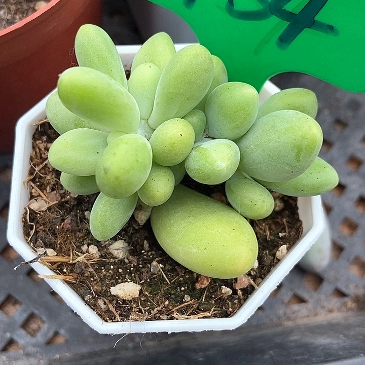 多肉植物芒果奶754