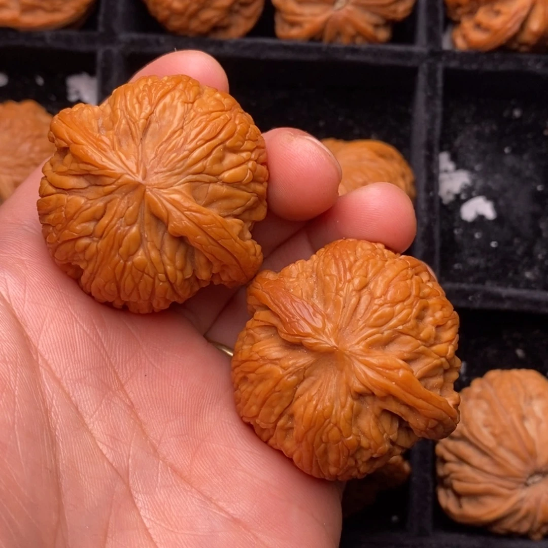把件文玩核桃秦岭野生植物资源