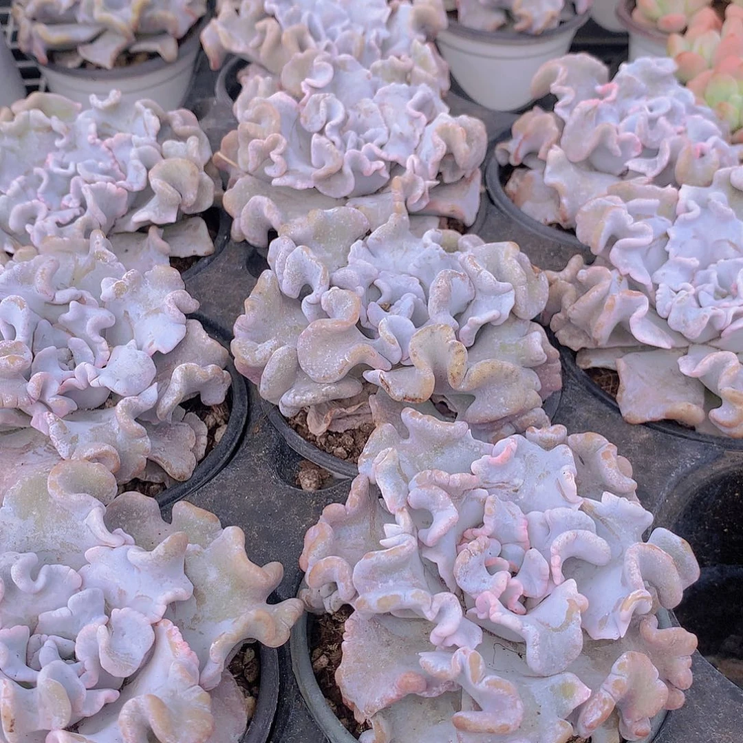 白饺子皮35rtyyy788999