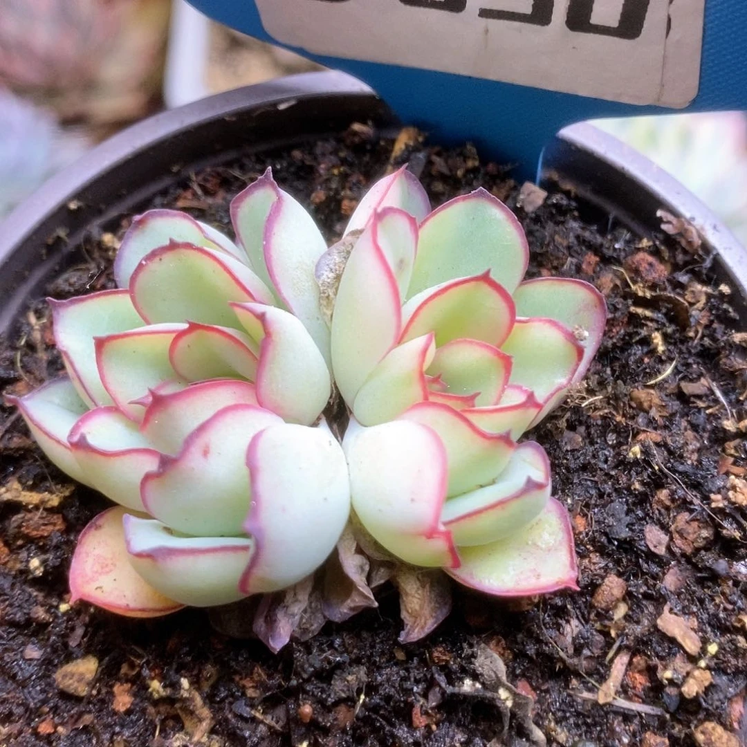 D050慈禧锦锦锦锦锦锦锦