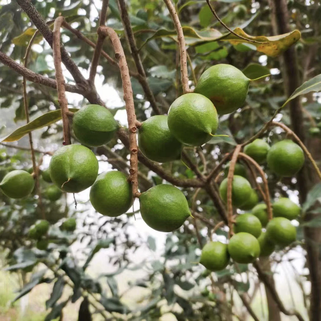 2025抖音云南新鲜采摘去皮夏威夷果澳洲坚果