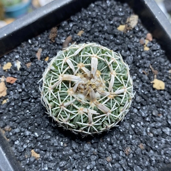 实生太刀岚570号3.6cm