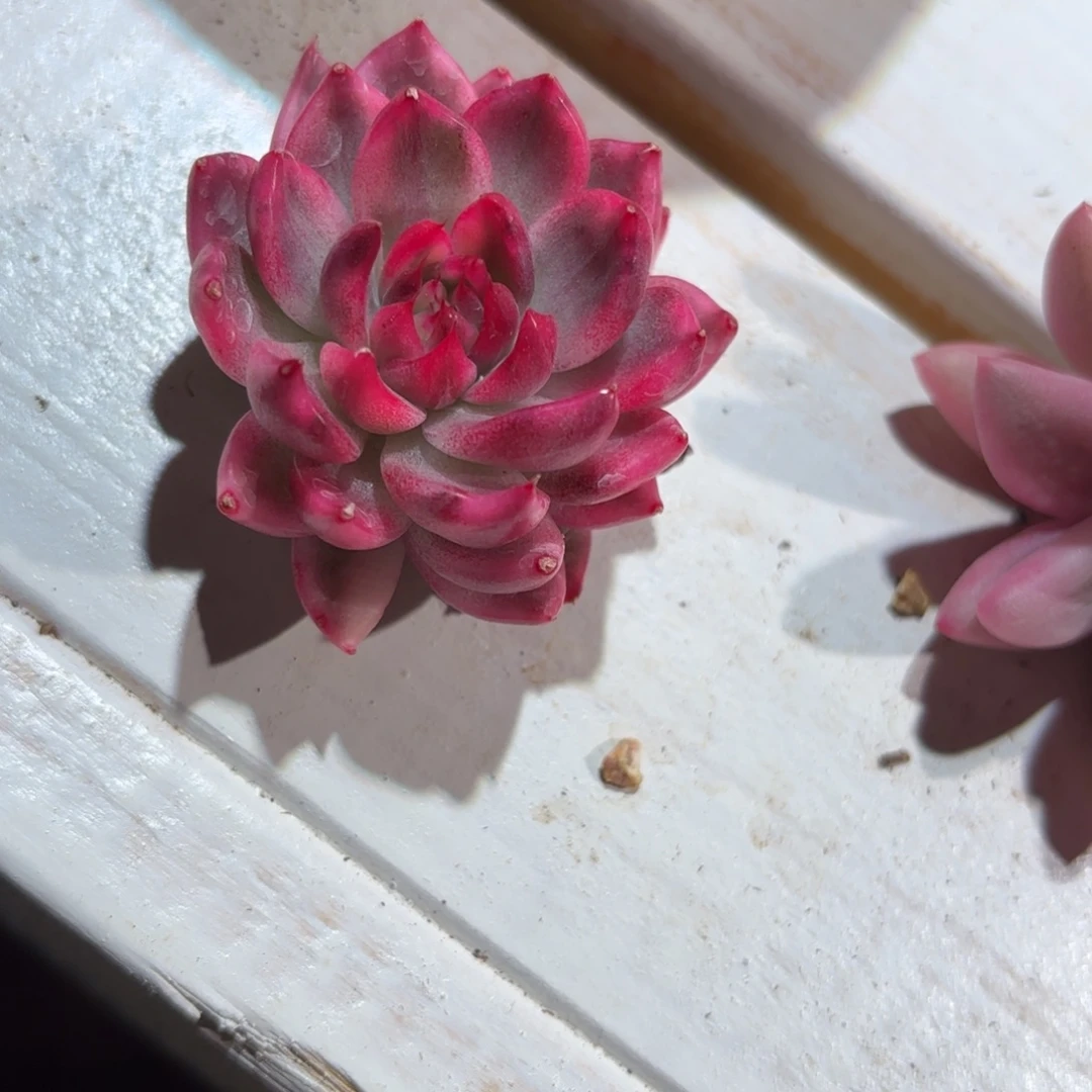 黑玫瑰锦多肉植物