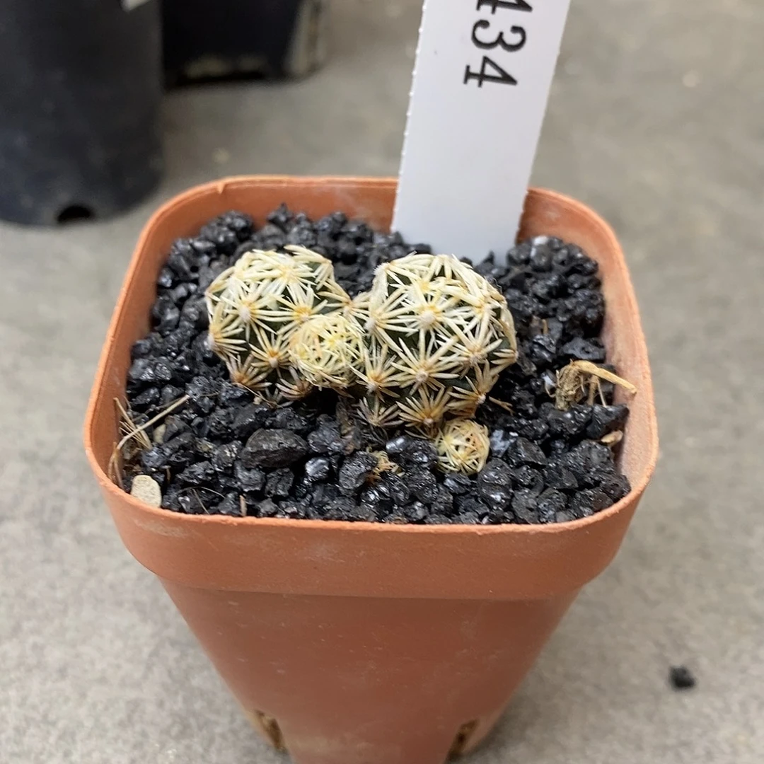 拾***掇G1434花有转盘仙人球花开