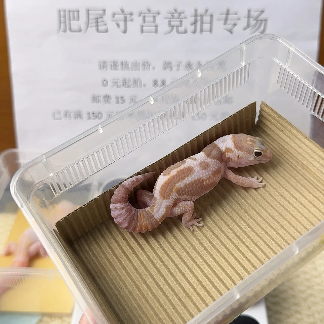 肥尾守宫天花板 奶橘 妹妹
