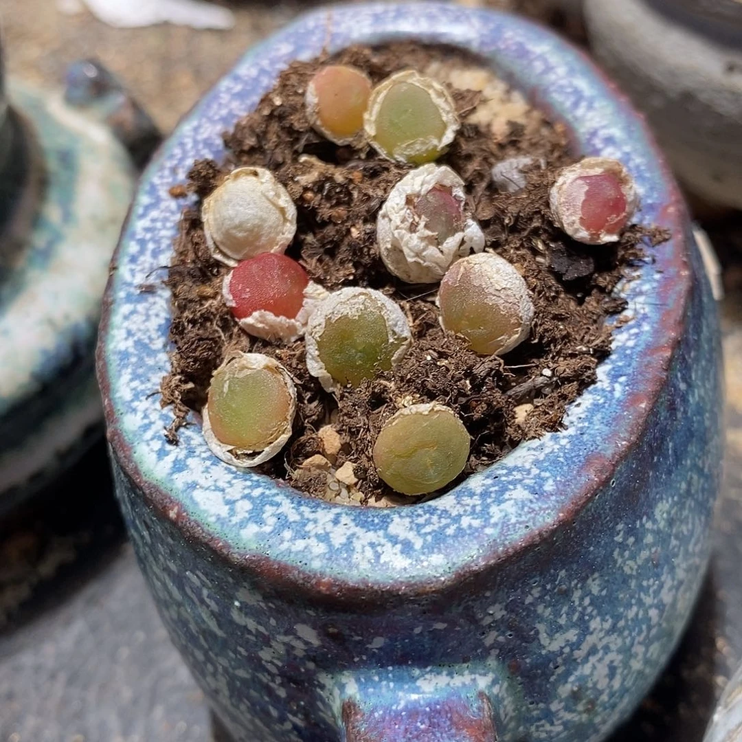 哈默灯泡一颗。  买二送一。