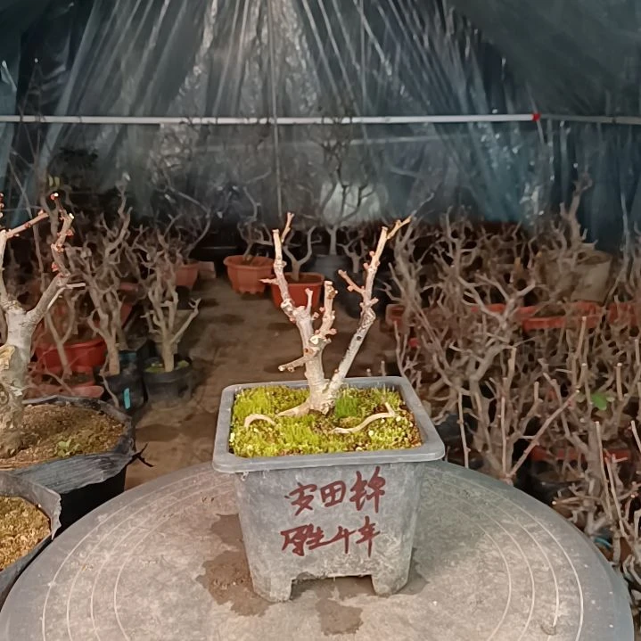 当前无花朵，栽培后可花朵