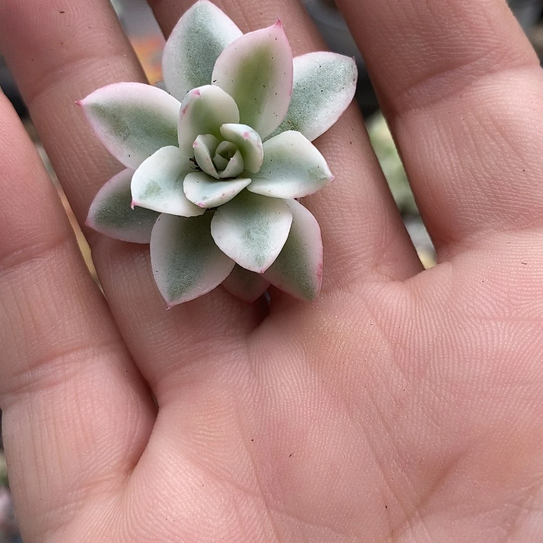 102奶油黄桃大锦边炸多肉植物