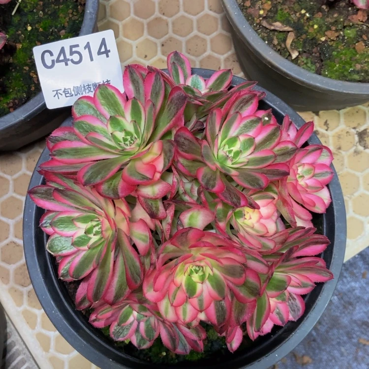 【闪购商品】4514荔枝多肉