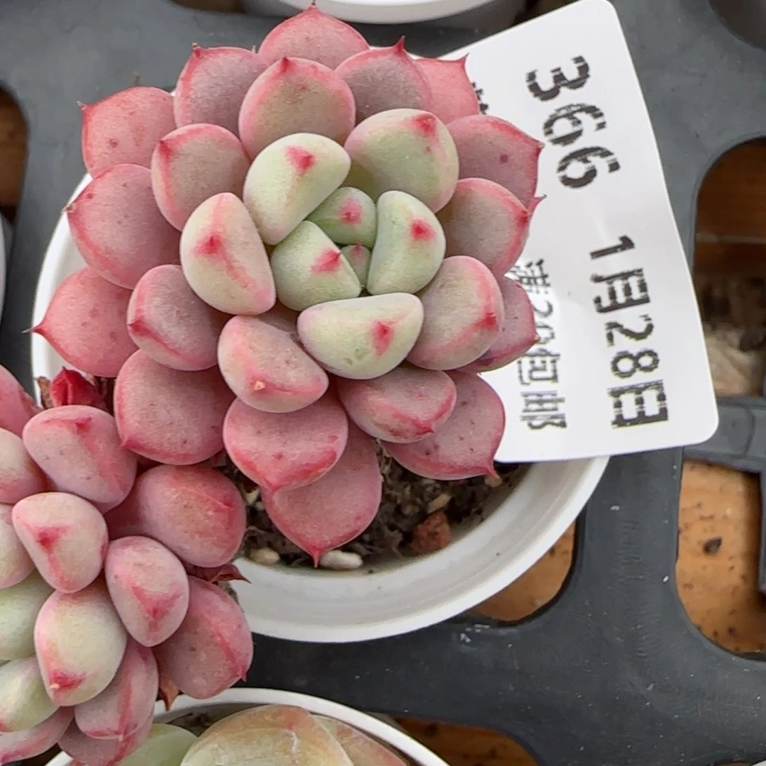 花语逸镜0128-366