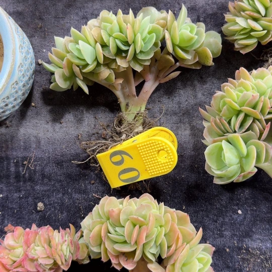 星娜塔朵朵一物一拍60