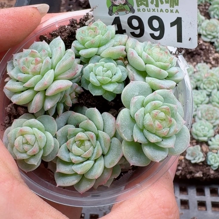 多肉植物多肉植物