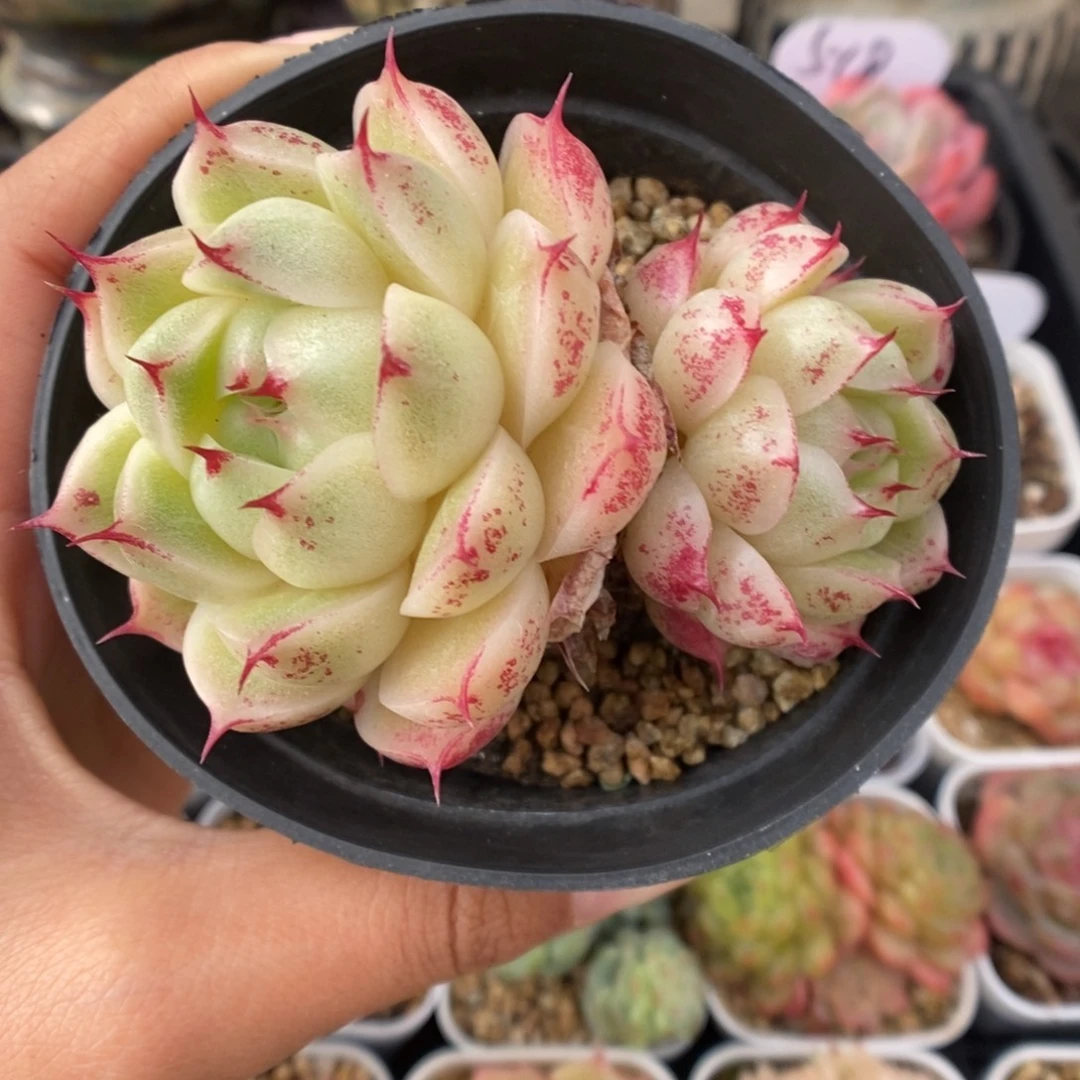 油透麦秆603号。