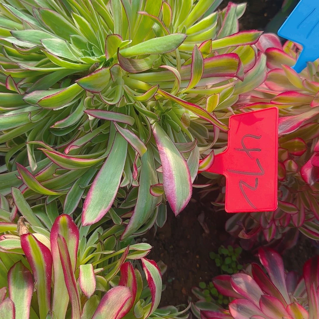 472天合多肉哦哦哦