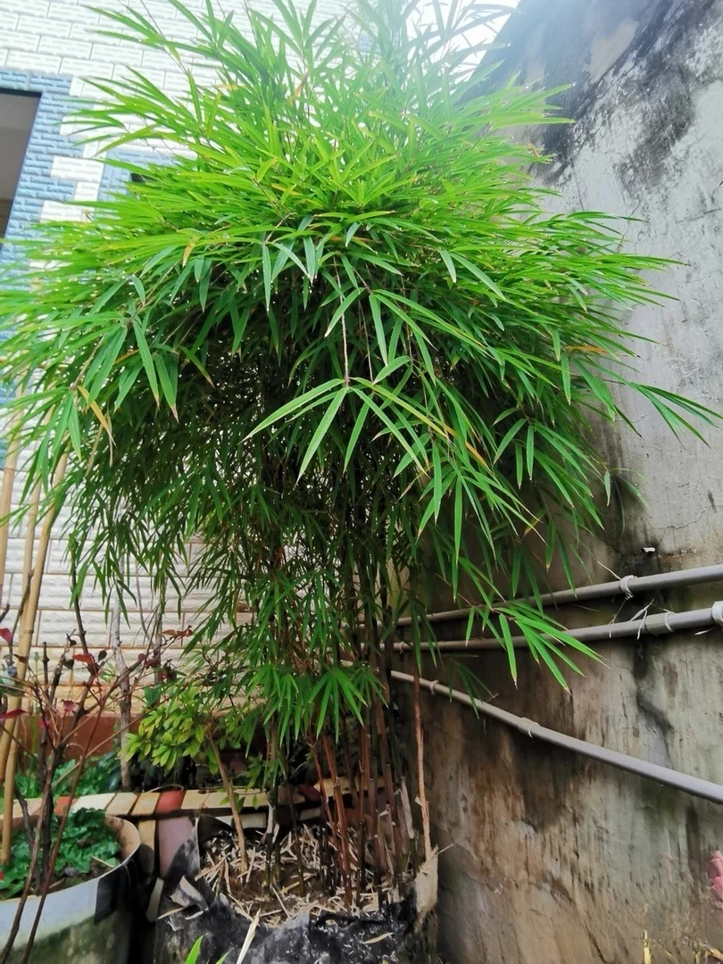 红箭竹（室内室外盆栽观赏竹）