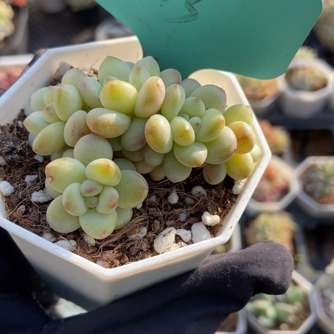 13阳光玫瑰多肉植物