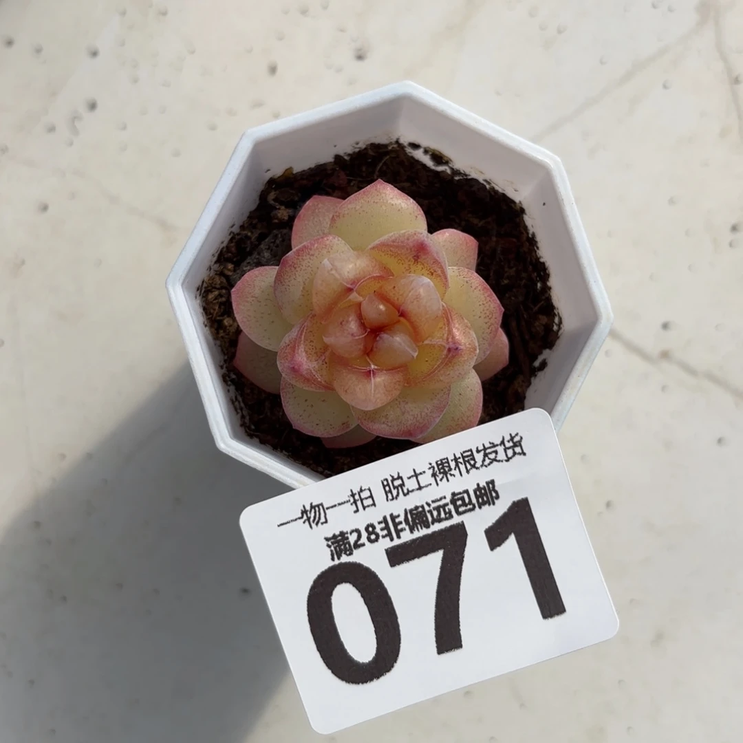 恶魔之泪单头无盆土发货