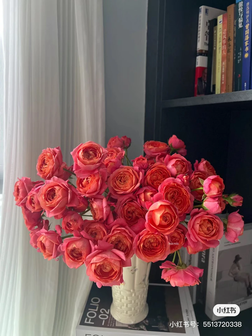 【玫瑰】殷美人 任意拍满三单以上顺丰空运包邮鲜切花家居插花