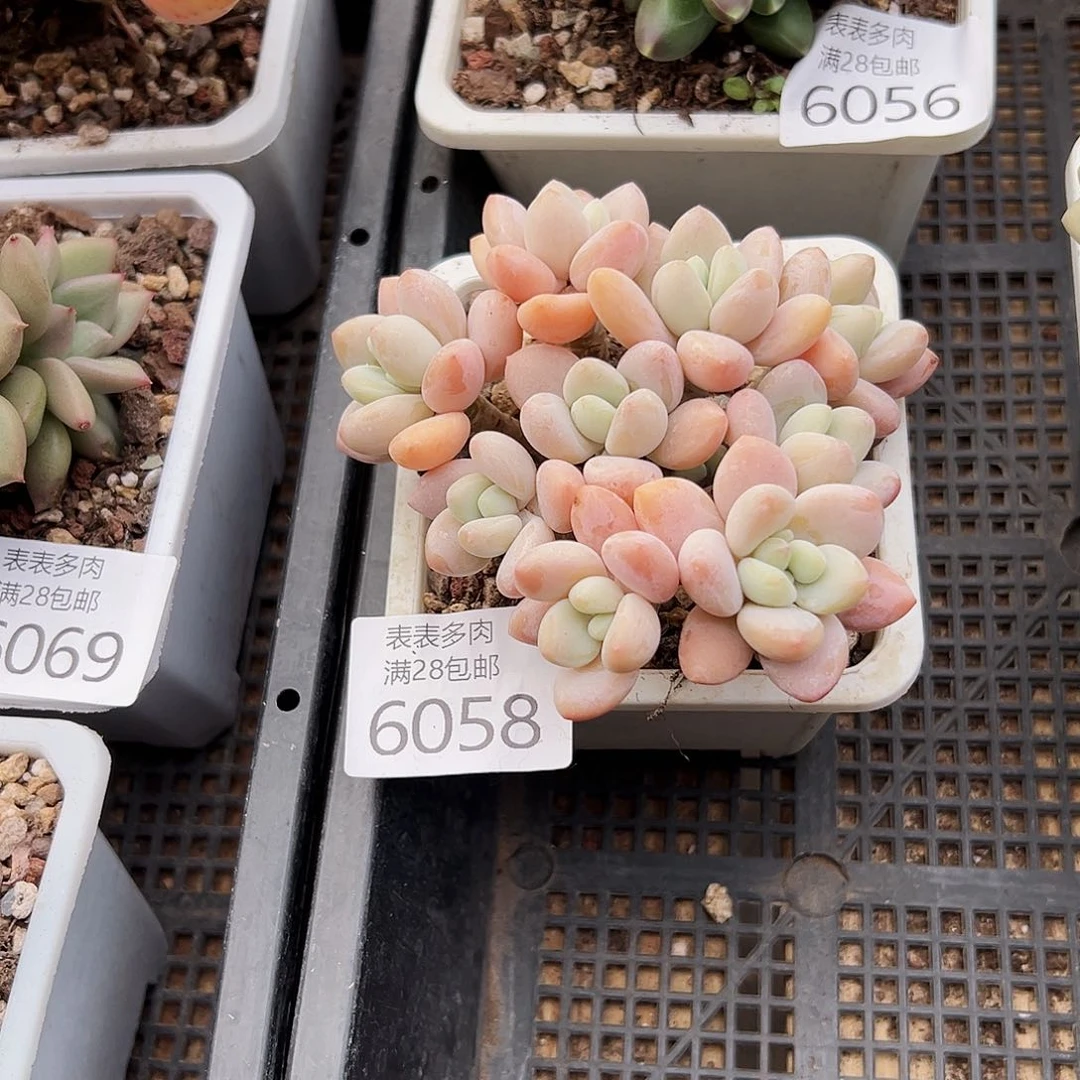 9号超****。我们的确是一6058