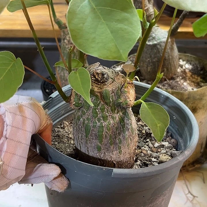 汤圆植物龟甲木棉