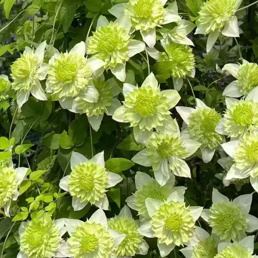 铁线莲小绿F系铁线莲耐寒耐热耐阴四季开花丰花多头耐寒耐热