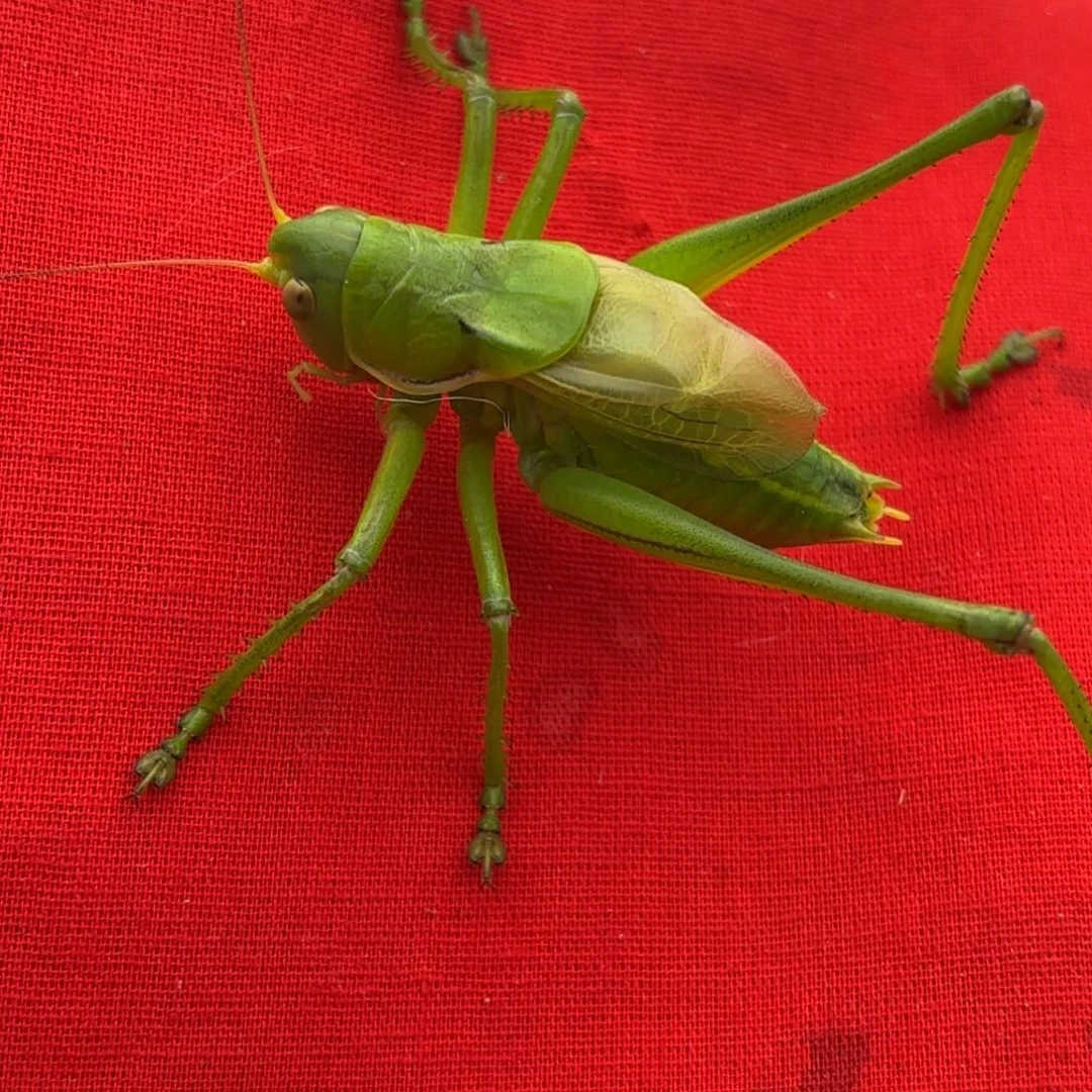 姜***～蝈蝈蝈蝈福福价格