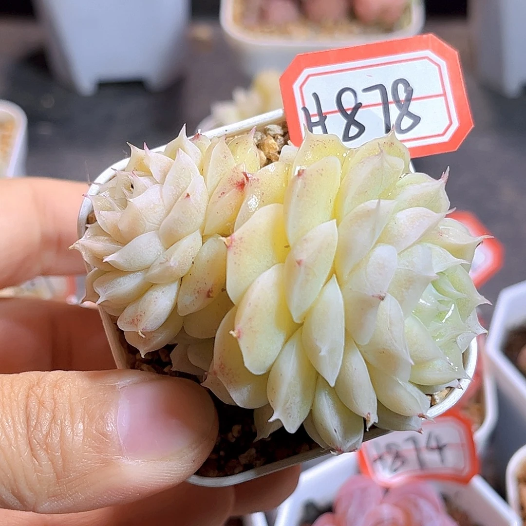 H878冰淇凌虾饺  满18包邮