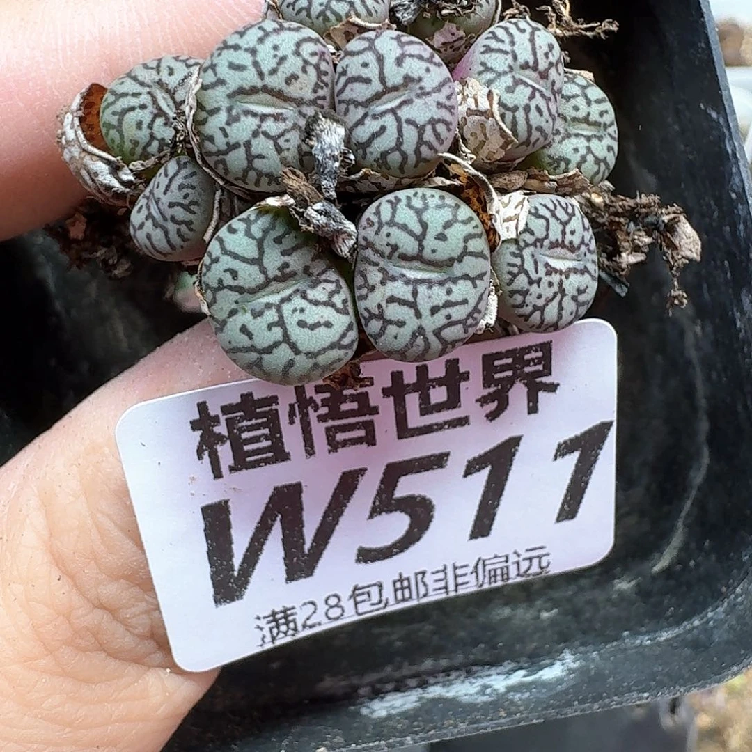 多肉植物的润泽fgv