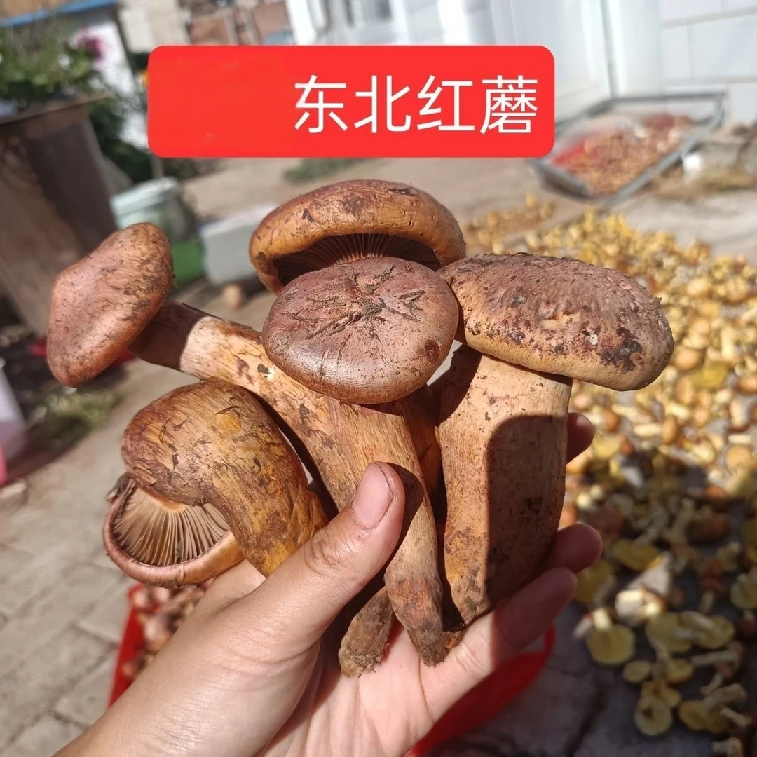 东北红蘑深山肉蘑松树伞2025年新货好货味道浓郁干净小鸡炖蘑菇