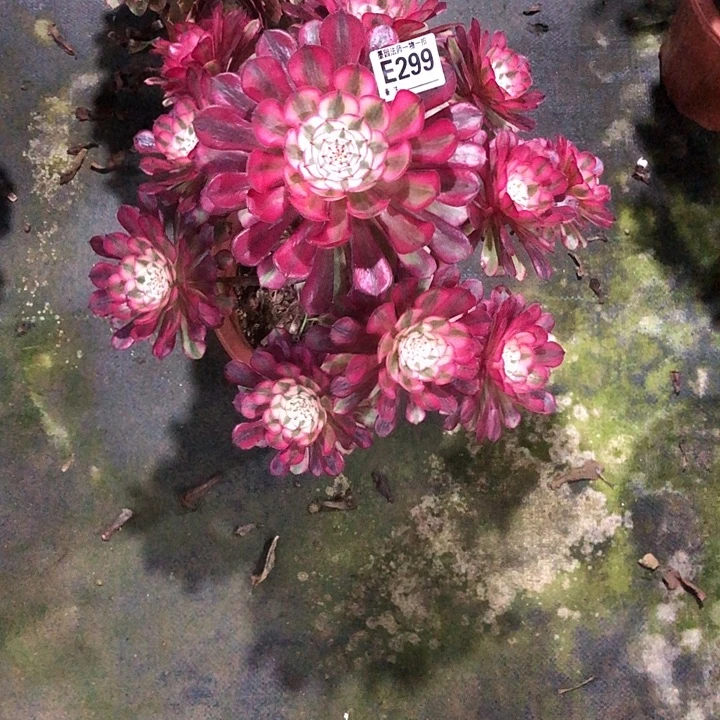 红同白多肉2990000000000