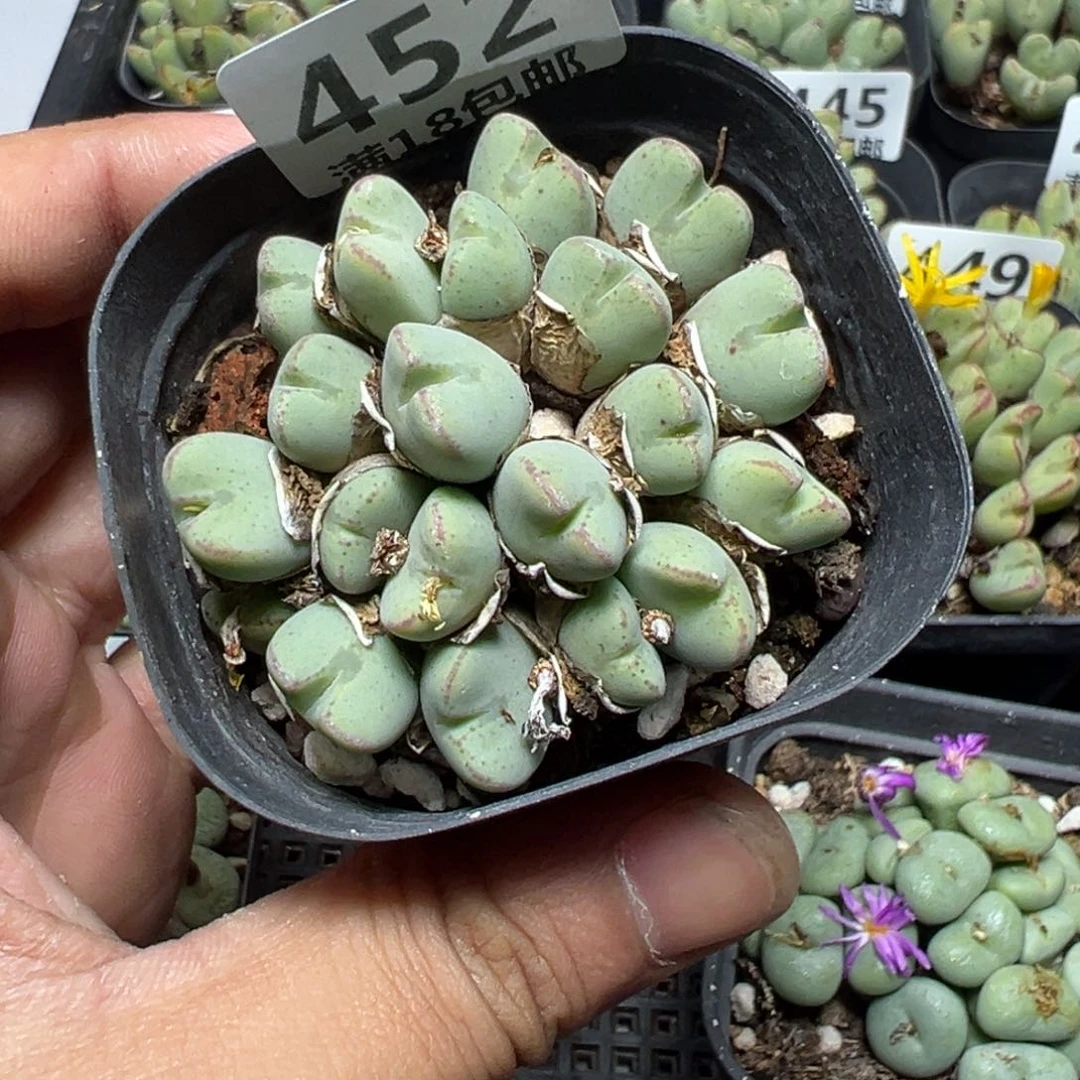 【闪购商品】 452。