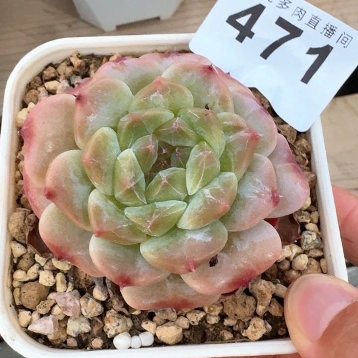 西瓜冰魄            多肉植物