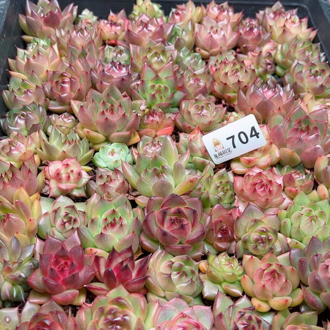 多肉植物多肉植物