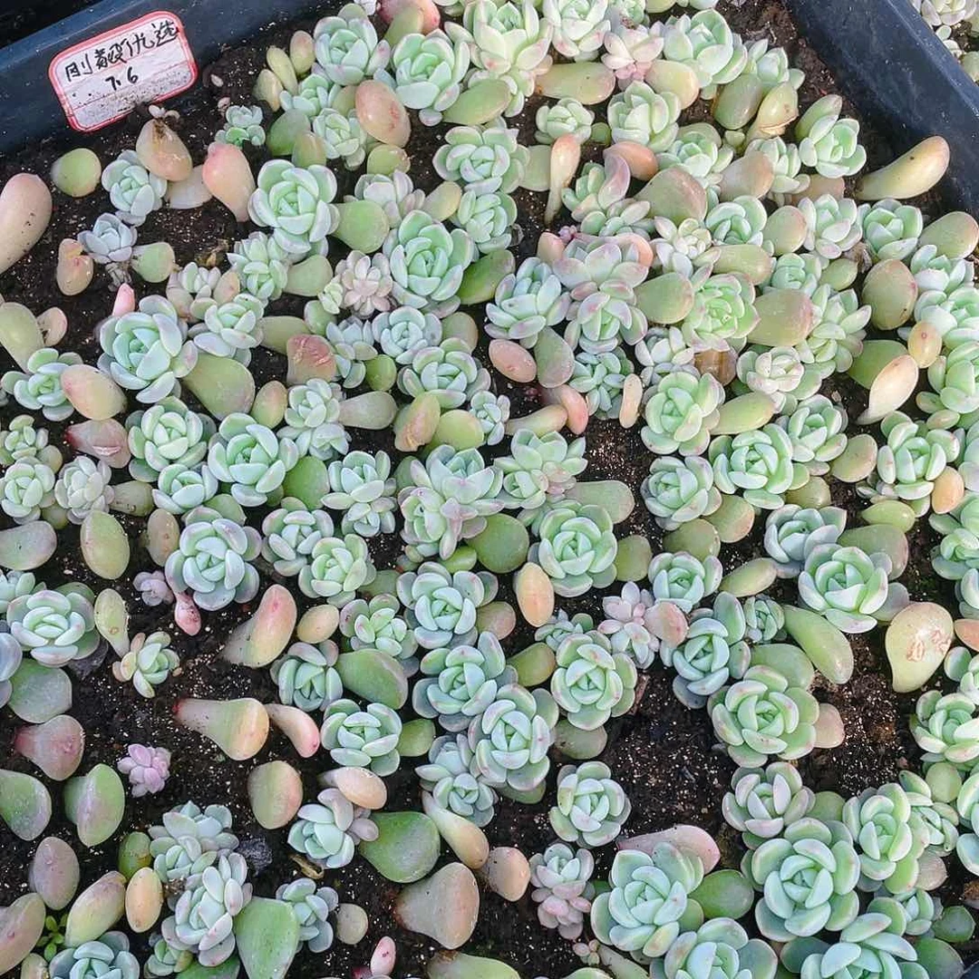 刚优切糕穴二个满25包邮