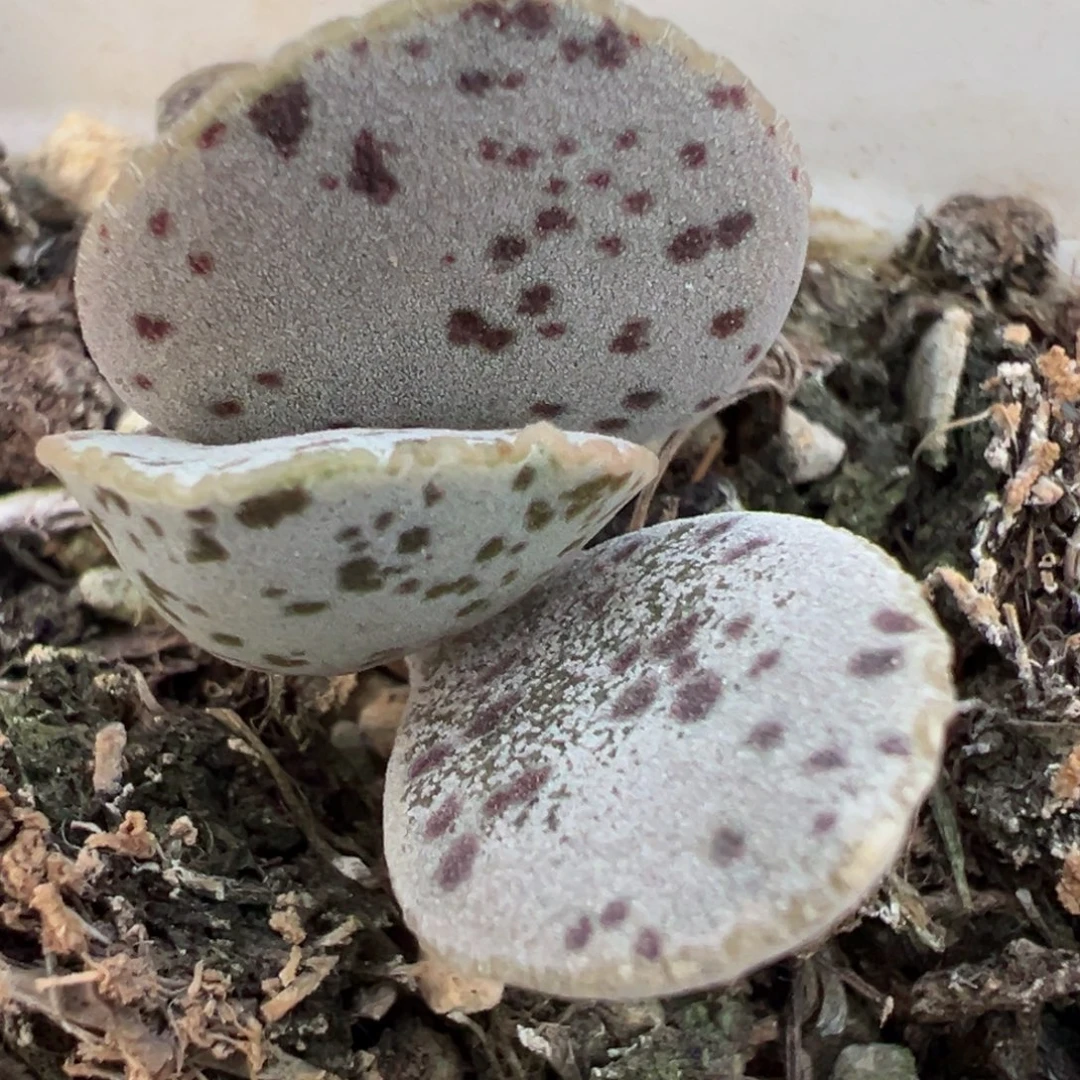 蛋系实生新品多肉植物水泡