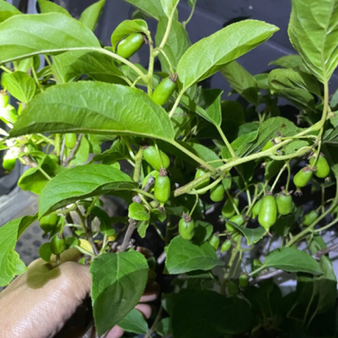 芊芊花园 软枣猕猴桃树苗 自花授粉 库库瓦 伊赛 家庭盆栽不包活