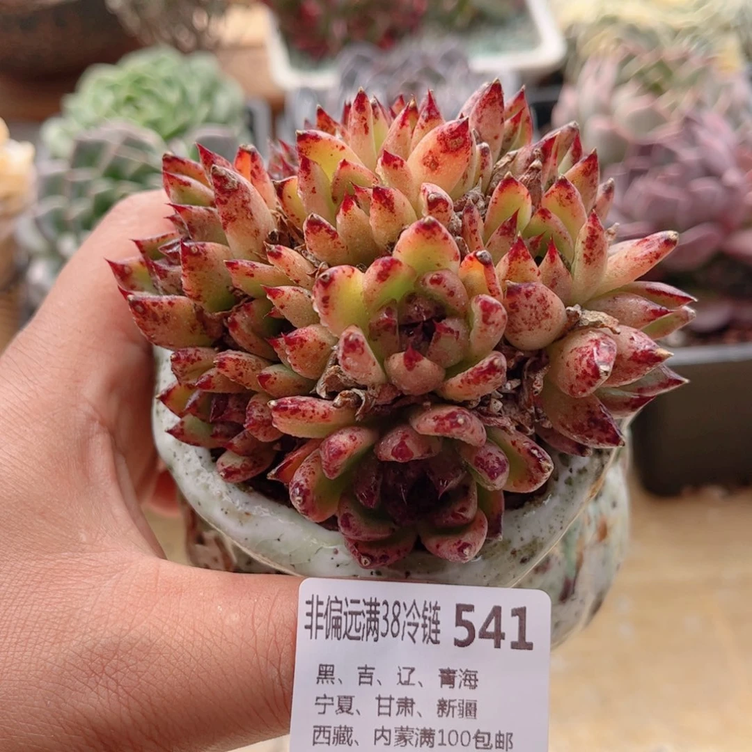 541黑水晶德华多肉